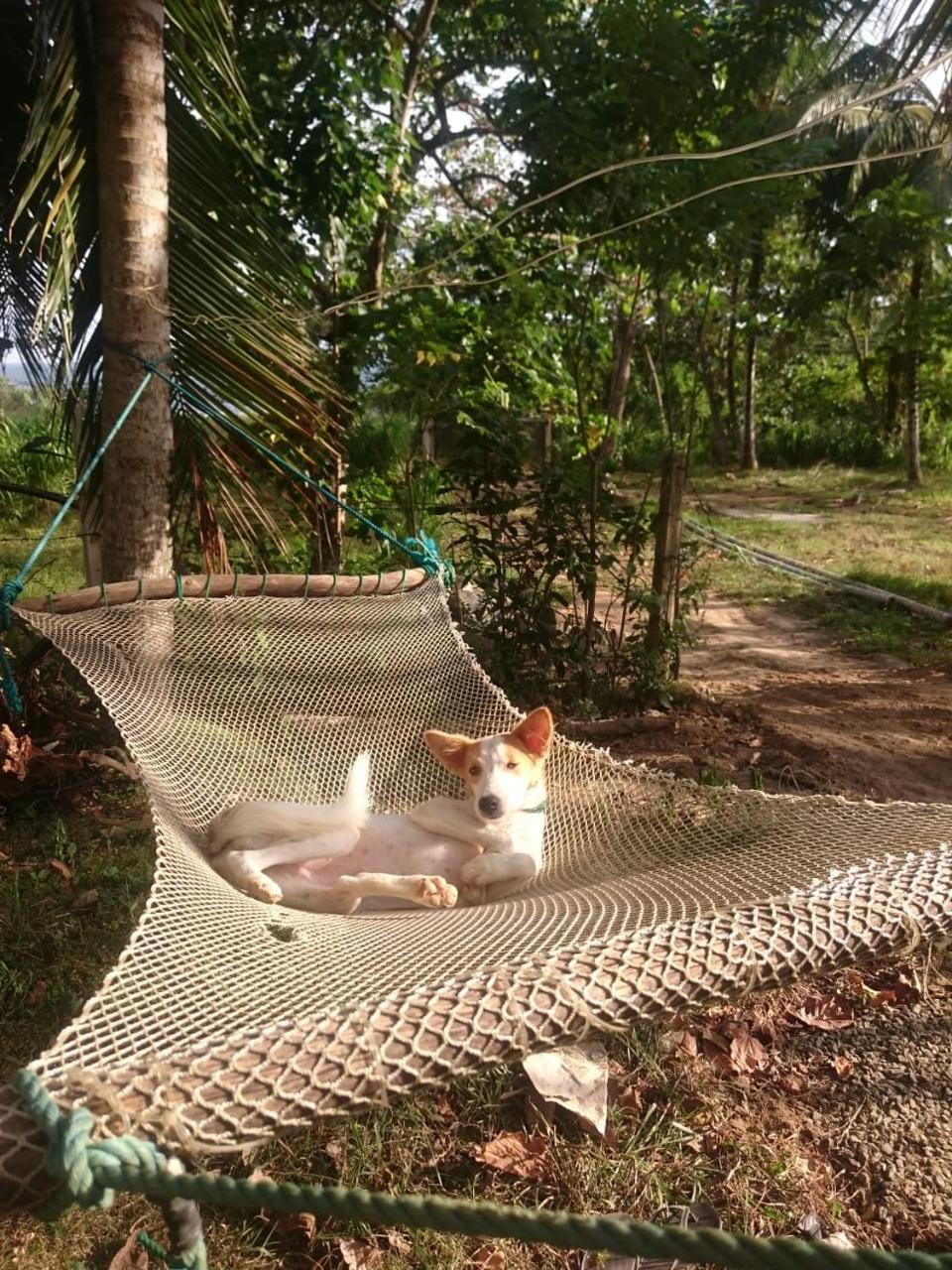Hidden Well Hiriketiya Hostel ดิคเวลลา ภายนอก รูปภาพ